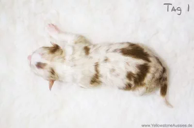 luna2 luna2