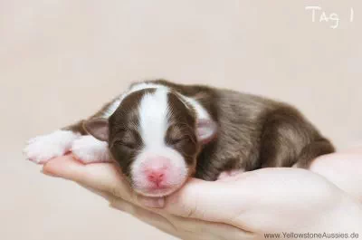 desmond2 desmond2