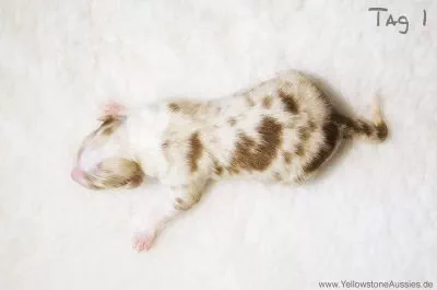 sammy2 sammy2