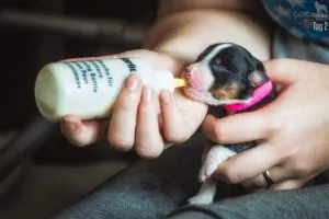 Um den 63. Tag beginnt bei unseren Hunden die Geburt. Ungefähr ein bis zwei Woche vor Wurftermin schläft die Hündin bei uns im Schlafzimmer, um sich mit der dort stehende Wurfkiste vertraut zu machen. Nun beginnen wir die Hündin an die Wurfkiste zugewöhnen, in dem wir sie darin füttern, uns gemeinsam mit ihr dort hineinsetzten oder auch Leckerlis und Knochen in der Wurfbox anbieten.