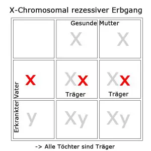 x-chromosomal-rezessiv-2