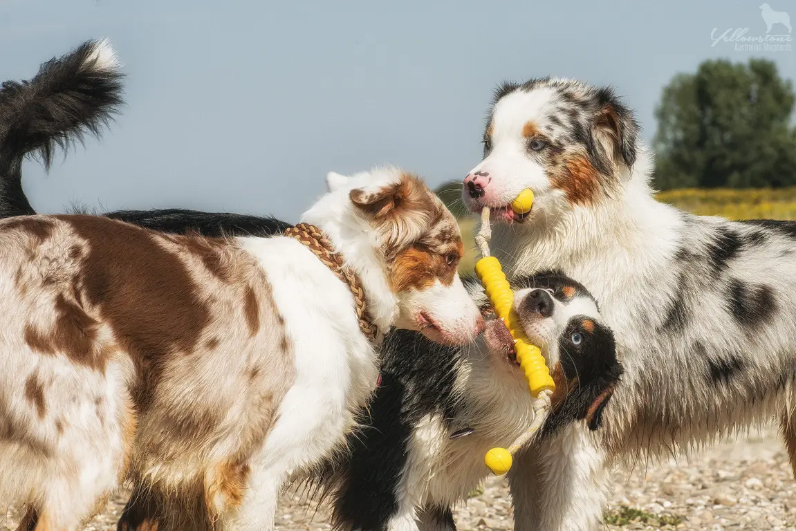 Auswirkung der Fellfarbe des Hundes auf das Verhalten - Yellowstone Australian Shepherds